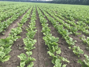 Sabah yeşil lahana tarlası