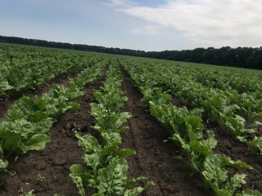 Mısır tarlası olan güzel bir manzara.