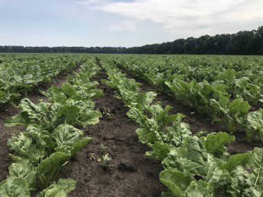 Tarlada yetişen yeşil lahana