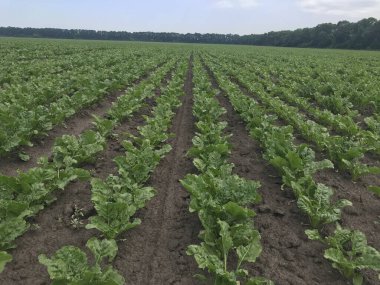 Bahçede yeşil lahana yaprakları