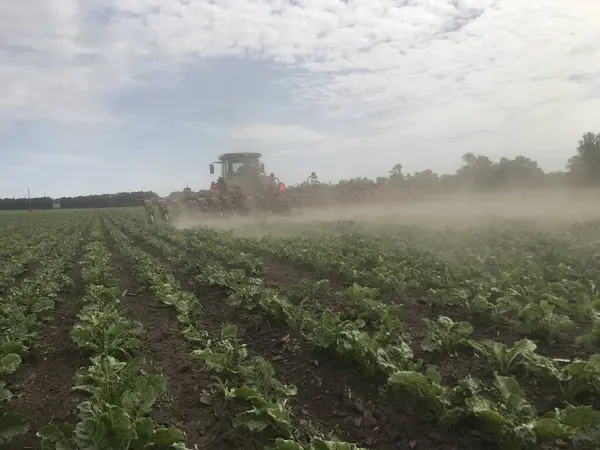 Büyük yeşil lahana tarlasına sahip bir traktör. Traktörün hasat ve tarım konsepti. Çiftçi çalışıyor..
