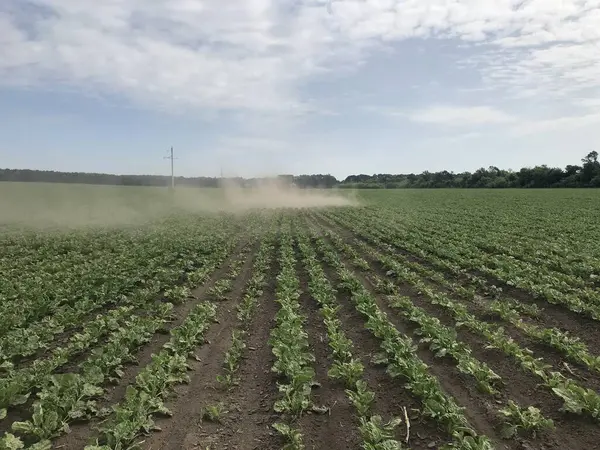 Bahçedeki genç bitkilerin yeşil tarlaları