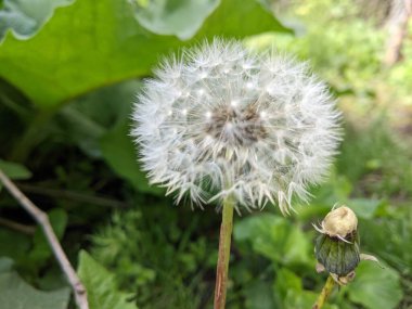 Bir karahindiba çiçeğine yaklaş
