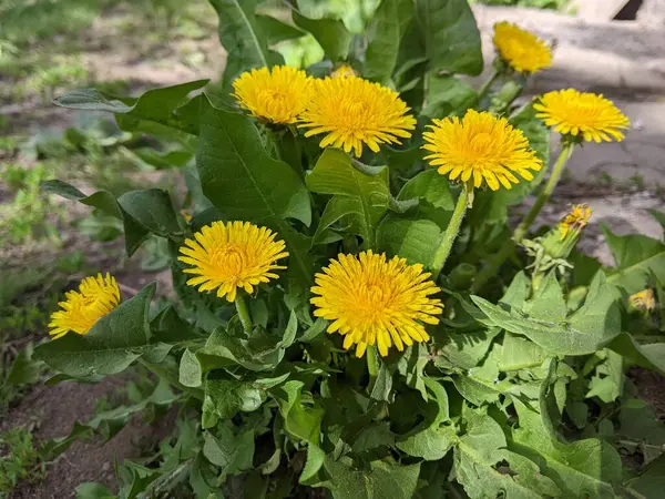 Bahçedeki sarı çiçekler