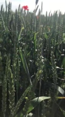 Bahçede yeşil yapraklar