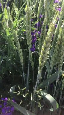 Güzel botanik fotoğrafı, doğal duvar kağıdı.