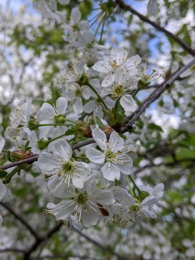 Güzel botanik fotoğrafı, doğal duvar kağıdı.