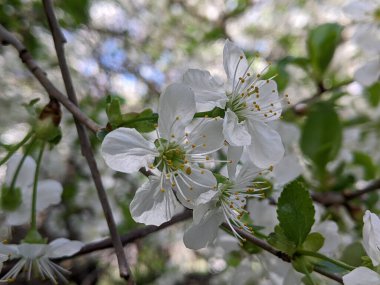 Bahçedeki güzel çiçekler