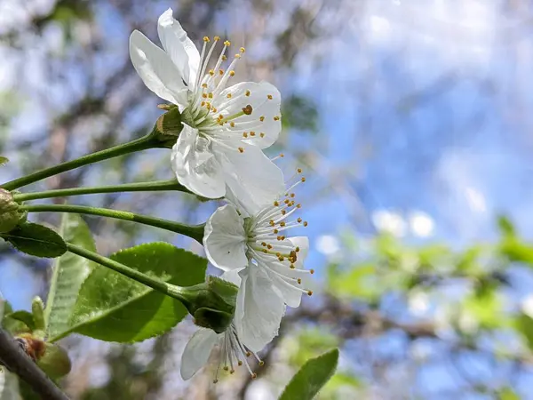 Güzel botanik fotoğrafı, doğal duvar kağıdı.