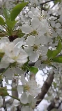 Bahçedeki güzel çiçekler