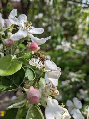 Beyaz bir çiçekte arı.