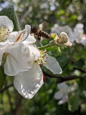 Bahçedeki güzel beyaz çiçekler