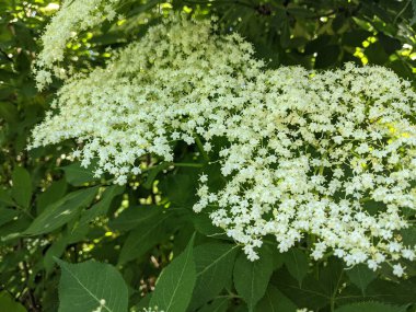 Bahçedeki güzel beyaz çiçekler