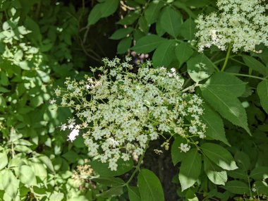 Güzel botanik fotoğrafı, doğal duvar kağıdı.