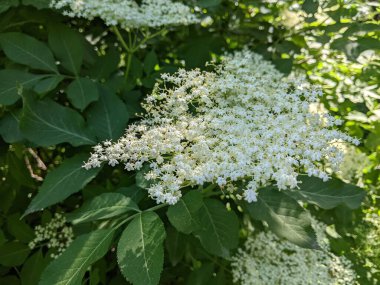 Bahçedeki güzel çiçekler