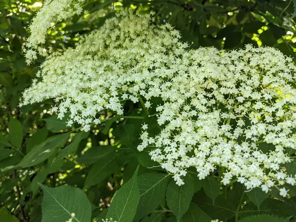 Bahçedeki güzel beyaz çiçekler