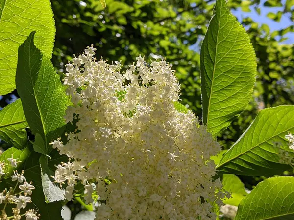 Yeşil yapraklı beyaz çiçekler