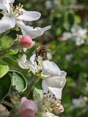 Bahçedeki güzel beyaz çiçekler