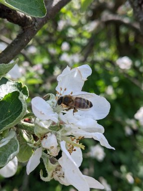 Elma çiçeği, arıya yaklaş.