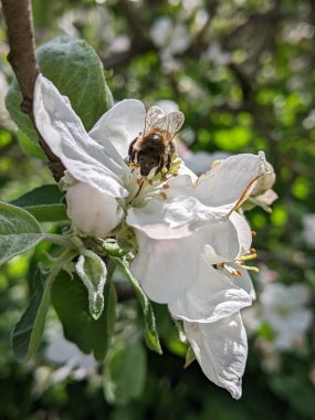 Bahçede beyaz çiçekler