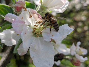 Güzel botanik fotoğrafı, doğal duvar kağıdı.