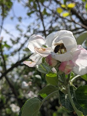 Bahçede beyaz çiçekler