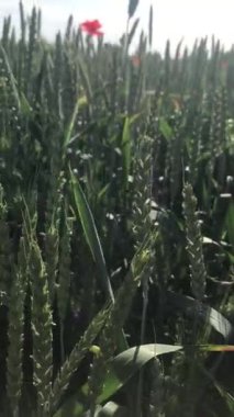 Güzel botanik fotoğrafı, doğal duvar kağıdı.