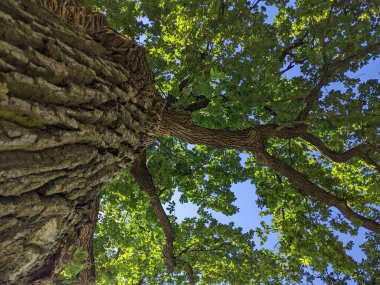 Ağaç gövdesi dokusu, yeşil ahşap