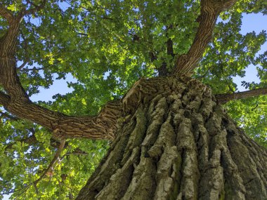 Bahçesinde büyük yeşil yaprakları olan bir ağaç. Doğa geçmişi. yüksek kaliteli fotoğraf