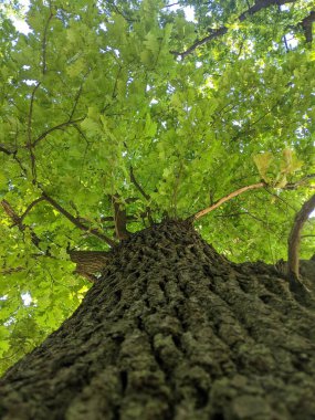 Ağaç gövdesi, bitki örtüsü ve doğa