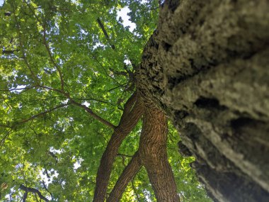 Ağaç dalları, bitki örtüsü ve doğa