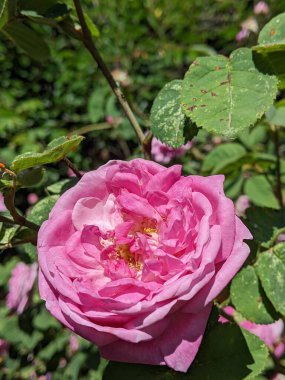 Bahçedeki güzel pembe çiçek