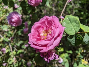 Bahçede güzel pembe bir gül