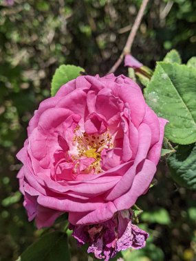 Güzel botanik fotoğrafı, doğal duvar kağıdı.