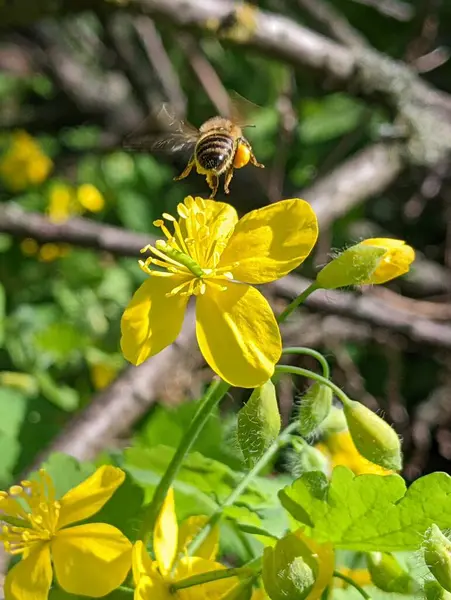 Bahçedeki güzel çiçekler