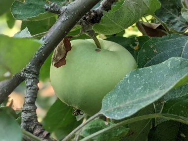 bir ağaç dalında yeşil elmalar