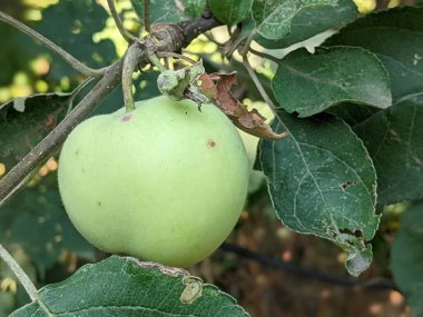 Bahçedeki ağaçta olgun elmalar