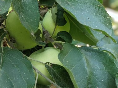 Olgun yeşil elma ağaçta