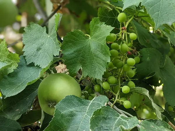 Sarmaşıkta yeşil üzümler.