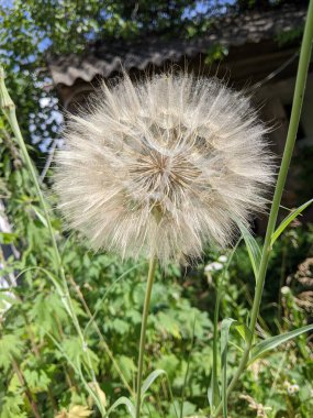 karahindiba bir alan içinde