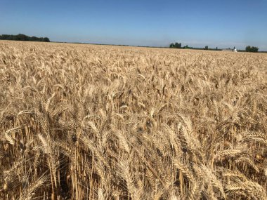 Yazın buğday tarlası