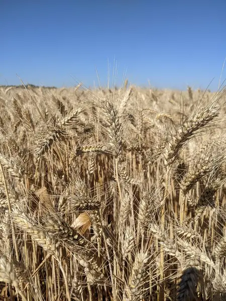 Buğday tarlaları, kırsal alan