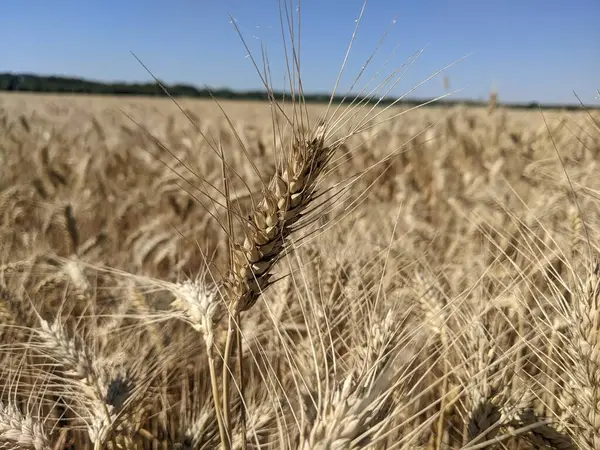 Kırsaldaki altın buğday tarlası. Yazın buğday tarlası