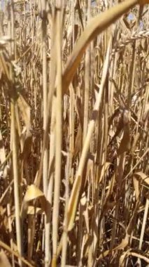 Sonbaharda buğdaylı tarla