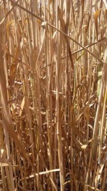 Yazın buğday tarlası