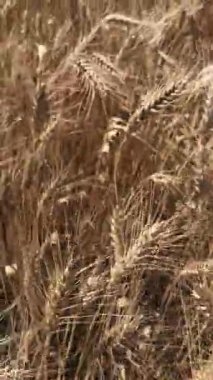 Buğday tarlasını kapat