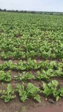 yeşil lahana tarlası, tarım