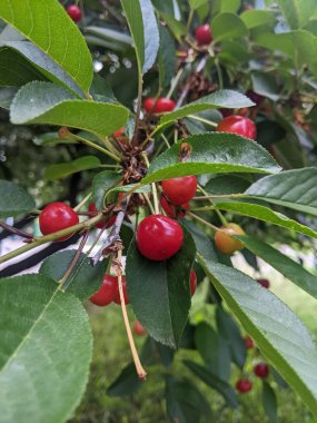 Ağaç dalında kırmızı kiraz