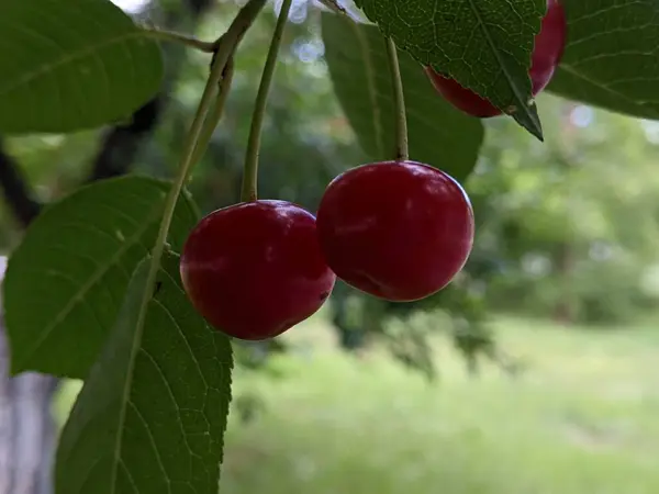 kırmızı meyveler ağaç dalında