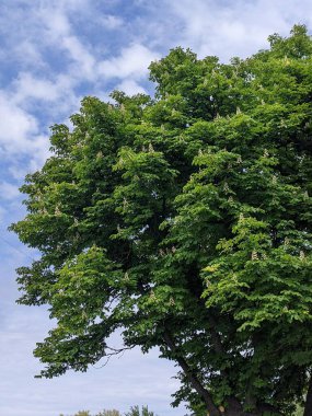 Ağacın yeşil yaprakları